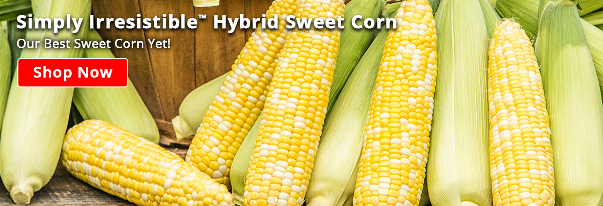 Simply Irresistible™ Hybrid Sweet Corn