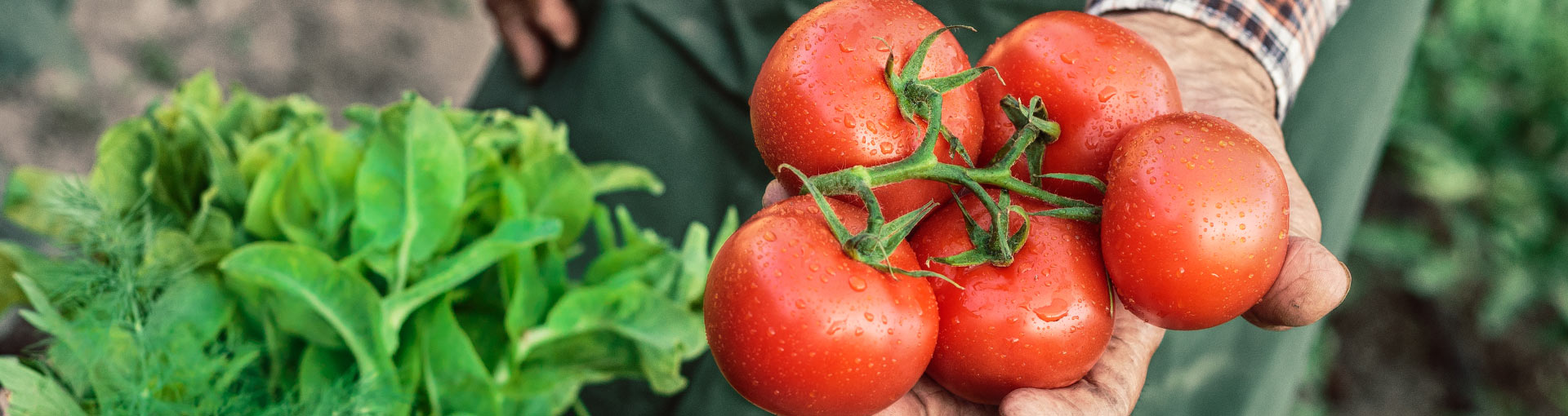 Plants Foods and Fertilizers