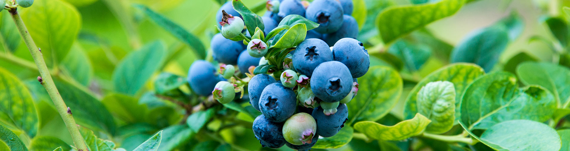 Blueberries