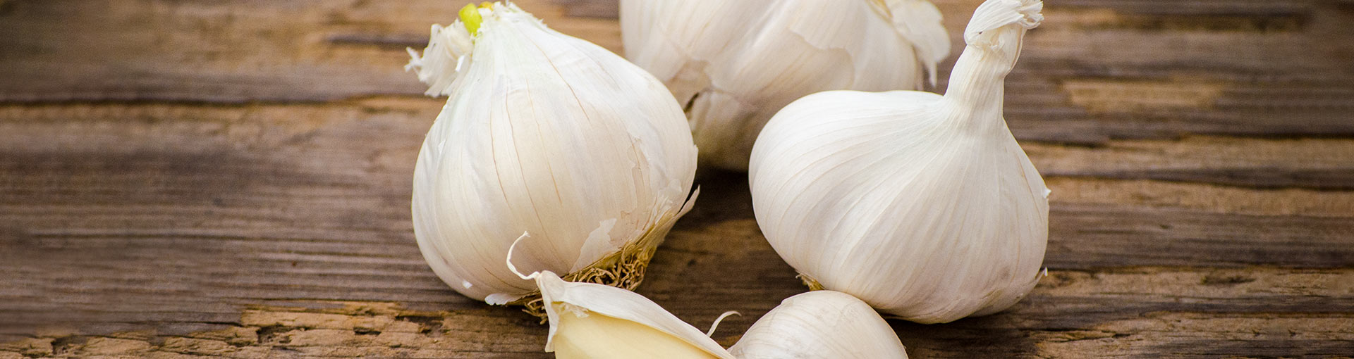 California White Softneck Garlic
