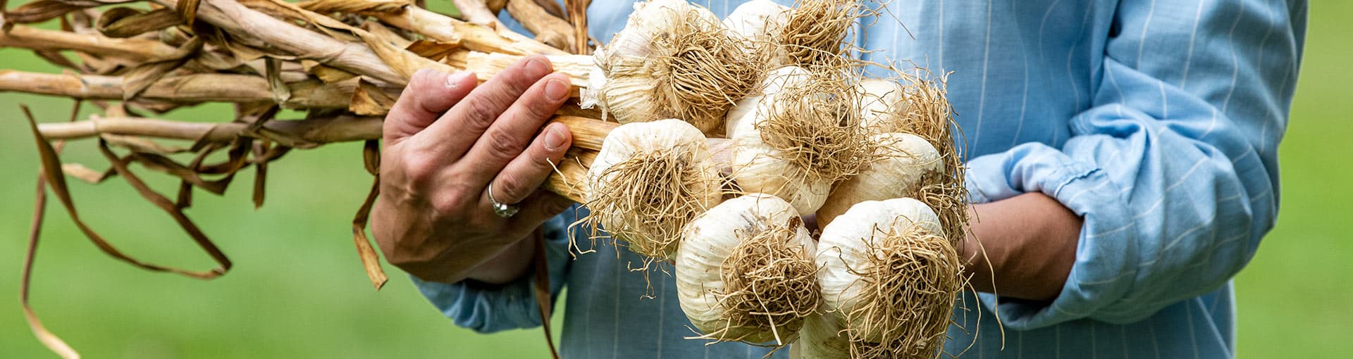 Garlic Bulbs