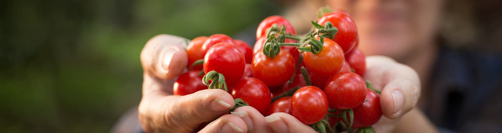 Tomatoes Tomatoes