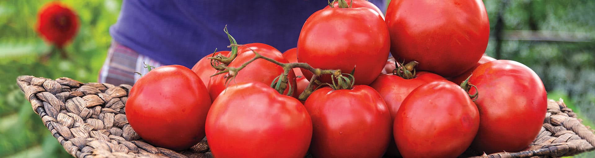 Tomato