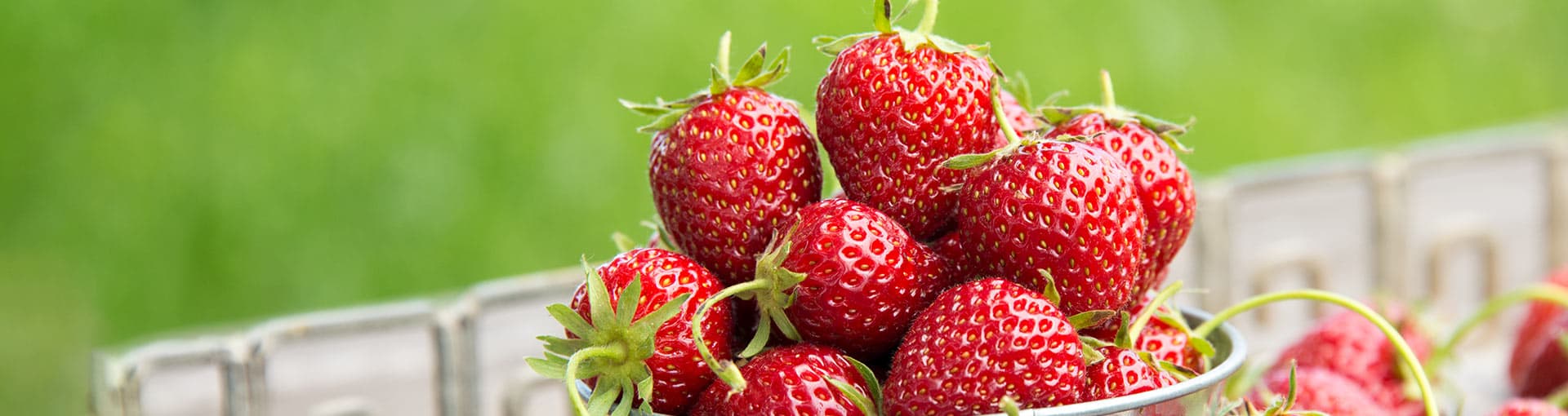 Strawberry Plants Strawberry Plants