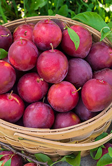 Apricots, Nectacots and Nectarines