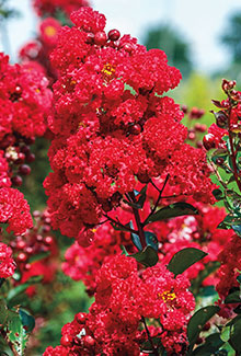Crape Myrtle