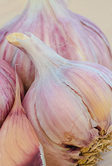 Garlic
