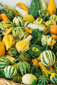 Gourds