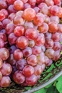 Grape Vines & Plants