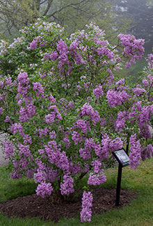 Lilacs