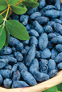 Native & Unique Fruits