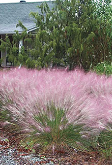 Ornamental Grasses