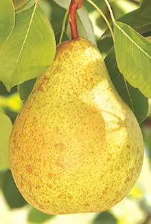 Pears
