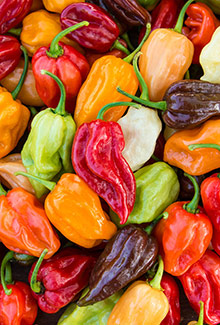 Peppers - Hot