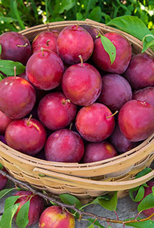 Plums