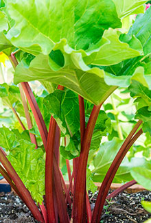 Rhubarb
