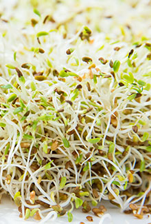 Sprouts & Microgreens
