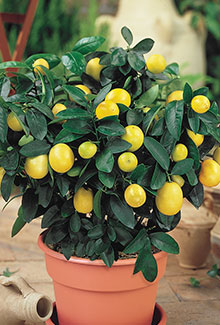 Tropicals & House Plants