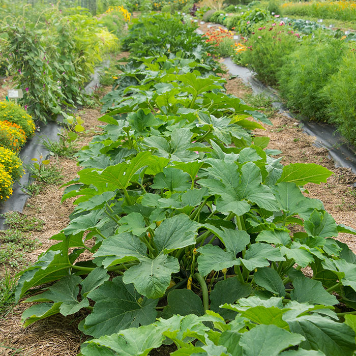 How to Plant a Vegetable Garden