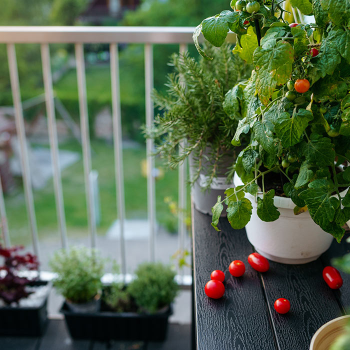 How to Plant an Urban Vegetable Garden