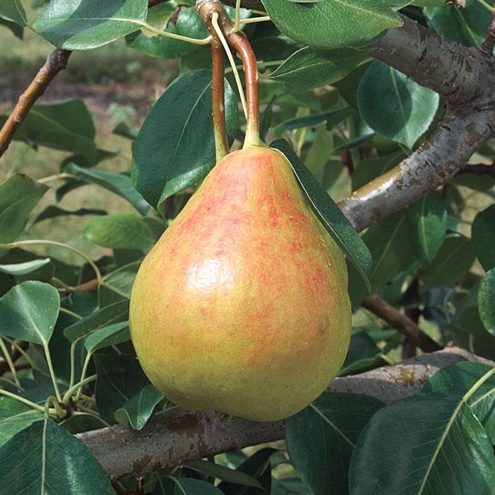 Pears