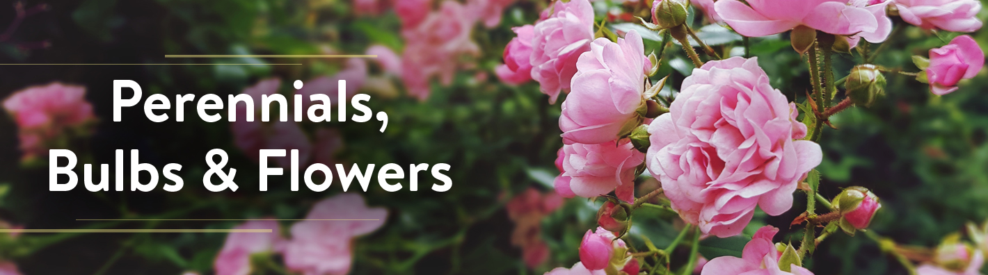 Gurneys Perennials, Bulbs & Flowers