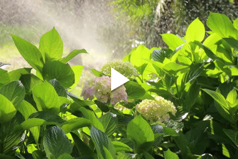 Hydrangea Bareroot - Watering