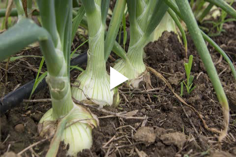 Onion Plants - Watering