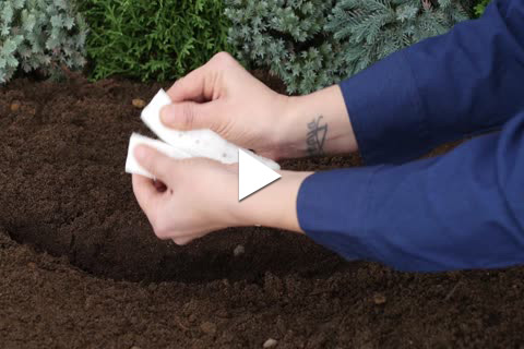 Seed Tape - Planting