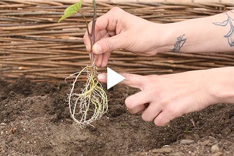 Sweet Potato Slips - Planting