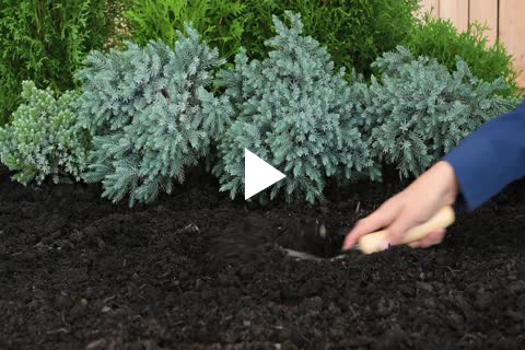 Vegetable Direct Sow - Planting