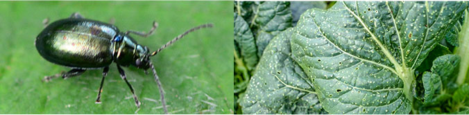 Potato flea beetles