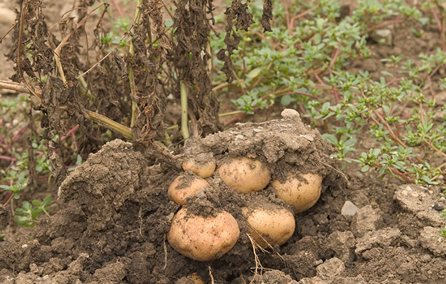 Picture of Harvesting potatoes