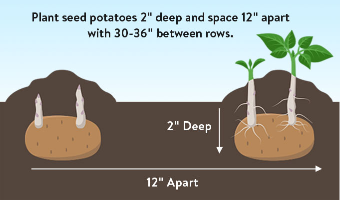 Plant seed potatoes