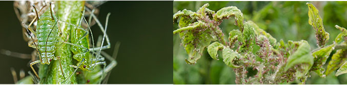 Potato Aphids