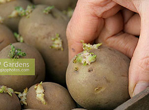 Selecting potatoes