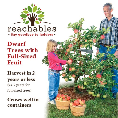 Tips on Growing Peaches And Nectarines