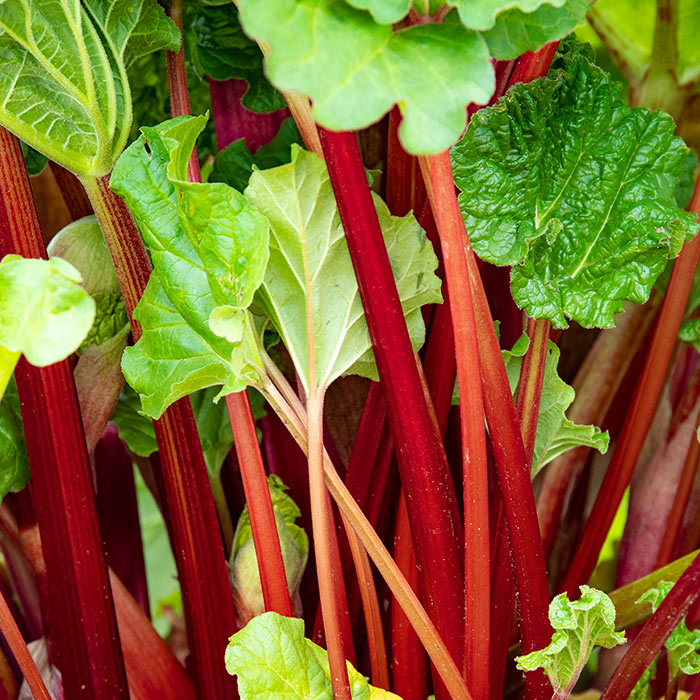 Rhubarb