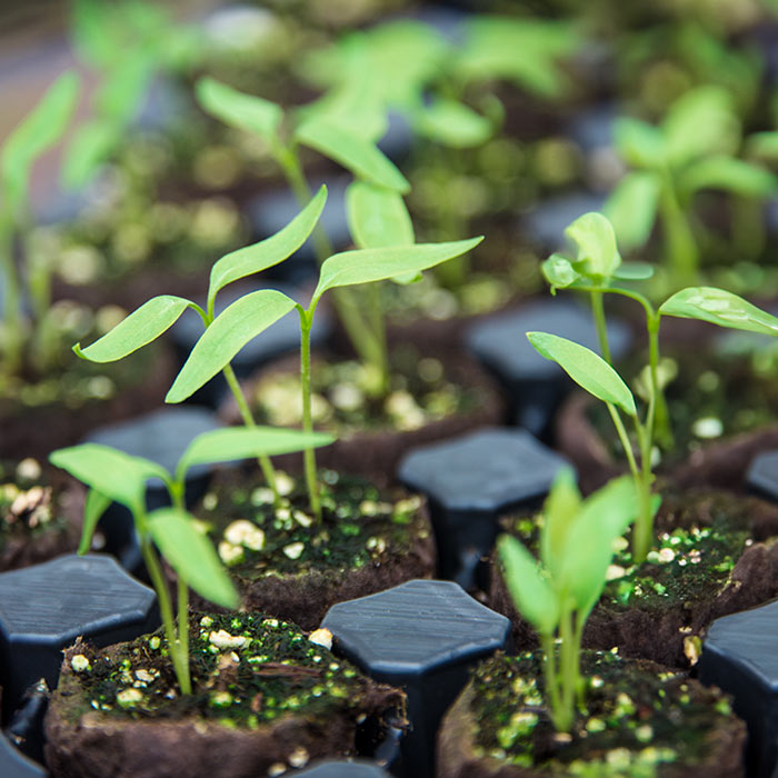 How to Start Vegetable Seeds Indoors