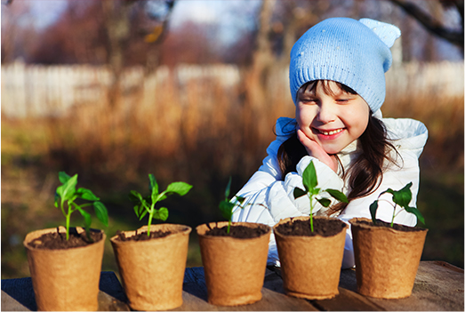 start from seed to fruit