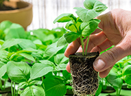 Transplant seedlings