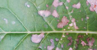 My seedlings have a purple cast on their leaves. What's wrong?