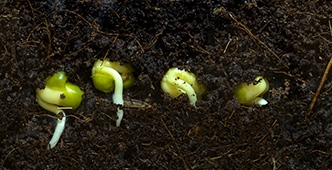 Why didn't my seeds germinate better?