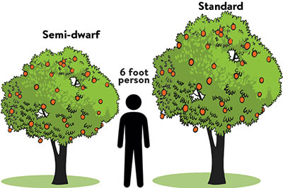 Bosc Pear Tree for Sale - Buying & Growing Guide 