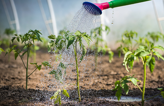 All About Planting Tomatoes- Tomato Care Tips