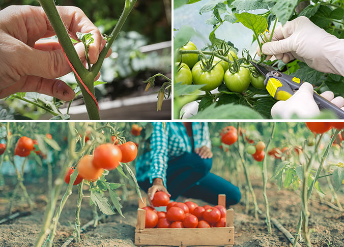 All About Planting Tomatoes- Tomato Care Tips