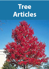 Trees Articles