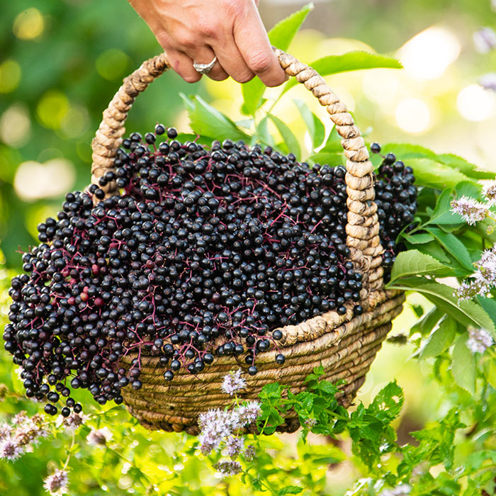 Unique Fruits Fruits