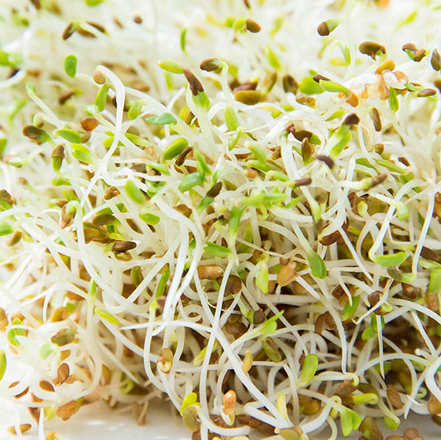 Sprouts/Microgreens