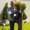 Pyramidal Arborvitae Hedge